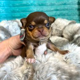 Dash - Chocolate and tan male Chihuahua puppy in Mesa, Arizona from Arizona Dream Chihuahuas