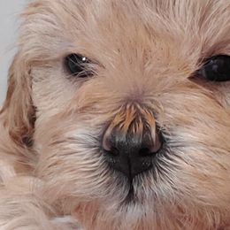 Girl 1 - Apricot Schnoodle puppy in Leitchfield, Kentucky from Eveleigh Acres Puppies