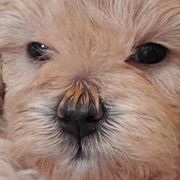 Girl 1 - Apricot Schnoodle puppy in Leitchfield, Kentucky from Eveleigh Acres Puppies