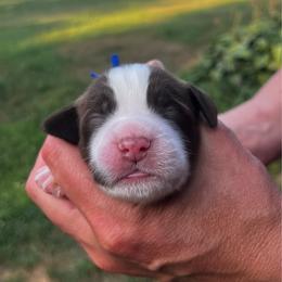 Navy blue collar - White and liver male English Springer Spaniel puppy in Sterling, Michigan from Springerdoodles In MI