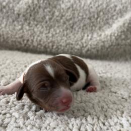 Monty - Piebald male Dachshund puppy in Lawrenceville, Georgia from Chivi Paws