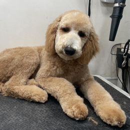 Poodle Puppies from Rhapsody Standard Poodles