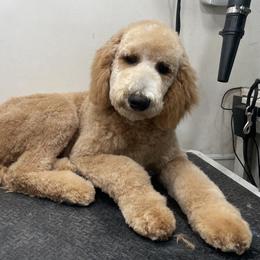 Poodle Puppies from Rhapsody Standard Poodles