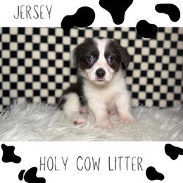 Jersey - Black and white female American Corgi puppy in Greenwood, Indiana from Witch Creek Corgis