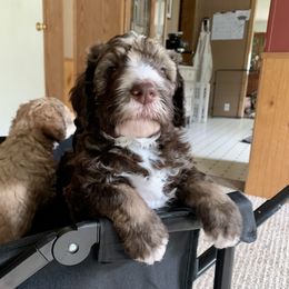 Bernedoodle Puppies from Bells Bernedoodles