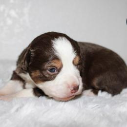 Sage - Red tri female Toy Australian Shepherd puppy in Wiggins, Colorado from Mile High Acres & Aussies