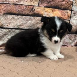 Boy 4 - Black and tan male American Corgi puppy in Visalia, California from VIP Stables