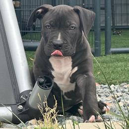 Kosmo - Black male American Bully puppy in Union County, North Carolina from XLRG BULLIES