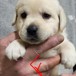 Sally - Yellow female Labrador Retriever puppy in Middleburg, Pennsylvania from Countrylanes labs