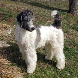 Pierson - Poodle