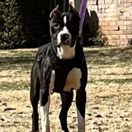 Cow Face  - American Bully