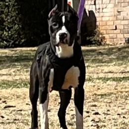 Cow Face  - American Bully