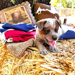 Doc - Red speckled male Australian Cattle Dog puppy in Red Bluff, California from Route 99 Heelers