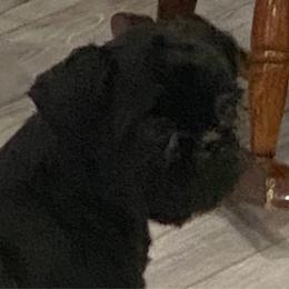 Minnie - Shih Tzu