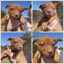 Girl 3 - Red female Australian Kelpie puppy in Bradford, Arkansas from Cedar Rock Heelers and Kelpies