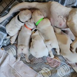 French Bulldog Puppies from Shawhan Family Frenchies