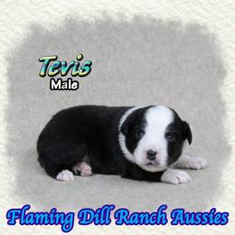 Tevis - Black tri male Toy Australian Shepherd puppy in Forestburg, Texas from Flaming Dill Ranch Aussies