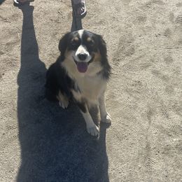 Marston - Miniature Australian Shepherd