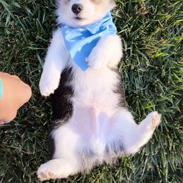 Pembroke Welsh Corgi Puppies from Cactus Corgis