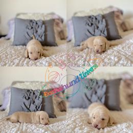 Dachshund Puppies from Dachshund Universe