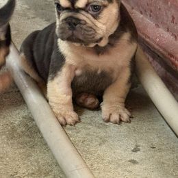 Chocolate boy 3 - Liver male French Bulldog puppy in Brooksville, Florida from Post Farm Rottweilers & French Bulldogs