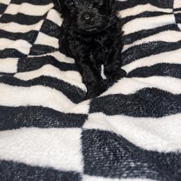 Buckwheat - Black male Yorkipoo puppy in Gastonia, North Carolina from Banks Dynasty Kennel