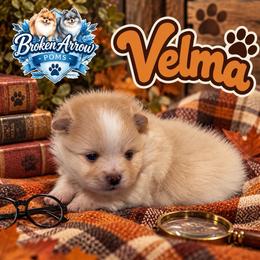 Velma - Cream female Pomeranian puppy in Sandia, Texas from Broken Arrow Poms