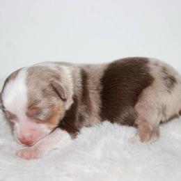 Dixie - Red merle female Toy Australian Shepherd puppy in Wiggins, Colorado from Mile High Acres & Aussies