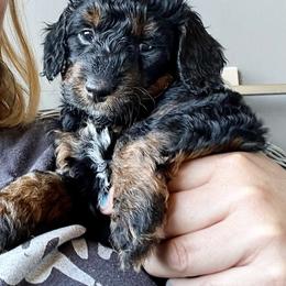 Waylon - Phantom Bernedoodle puppy in Park City, Utah from Birdie Bernedoodles
