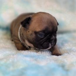 Timmy - Fawn male French Bulldog puppy in Polk City, Florida from Best Friend Frenchies, LLC