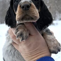 Bethany - Black white and tan female English Springer Spaniel puppy in Bay City, Wisconsin from Springer Hills Farm