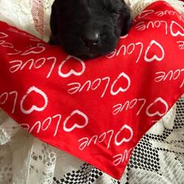 Clay - Black male Newfoundland puppy in Goodhue, Minnesota from Claypits Newfoundlands