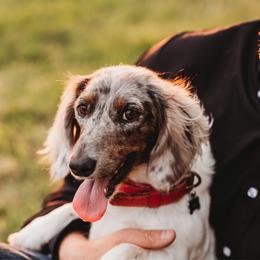 Ava - Dapple female Dachshund puppy in Erick, Oklahoma from 4-L Backyard Dach