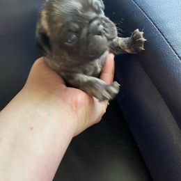 Boy 2 - Brindle male Pug puppy in Cass Lake, Minnesota from Mother Mule Kennels