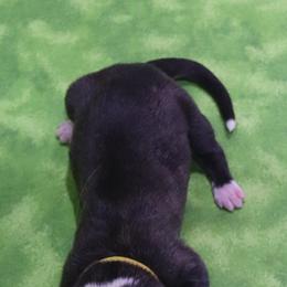 Buttercup - Brindle and white female Cardigan Welsh Corgi puppy in Livermore, Colorado from Rowe Family