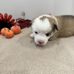 Bronco(blue) - Red male Pembroke Welsh Corgi puppy in Millsap, Texas from Punchy Pembroke Ranch