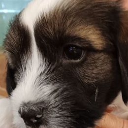 girl - Tibetan Terrier puppy in Florida from Floresta Tibetan Terriers