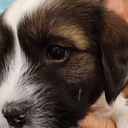 girl - Tibetan Terrier puppy in Florida from Floresta Tibetan Terriers