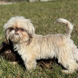 Moana - Shih Tzu