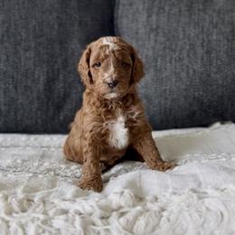 Poppy - Red  female Goldendoodle puppy in St George, Utah from Doodle Bears of Southern Utah
