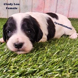 Cindy Lou - Parti female Goldendoodle puppy in Peytno, Colorado from Grace N Faith Doodles