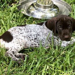 German Shorthaired Pointer Puppies from Blue Mountain GSP's
