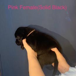 Labrador Retriever Puppies from Shadows Lovely Kennel