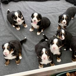 Bernese Mountain Dog Puppies from Cocos Puppy Tales