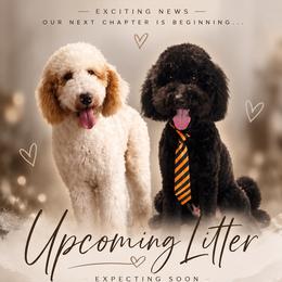 Goldendoodle puppies from Magnolia Doodles co.