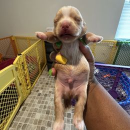 Sable - Gold male Yorkshire Terrier puppy in Richmond, Virginia from Kizzie's Yorkies