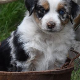 Miniature Australian Shepherds from MT Heart Mini Australian Shepherds