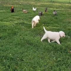 Border Collie, Bordoodle, and Maremma Sheepdog Puppies from 2J 2K Border Collies