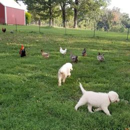 Border Collie, Bordoodle, and Maremma Sheepdog Puppies from 2J 2K Border Collies