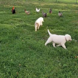 Border Collie, Bordoodle, and Maremma Sheepdog Puppies from 2J 2K Border Collies